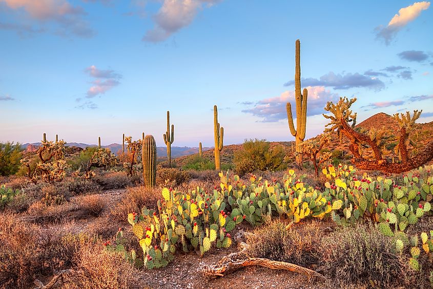 Arizona desert