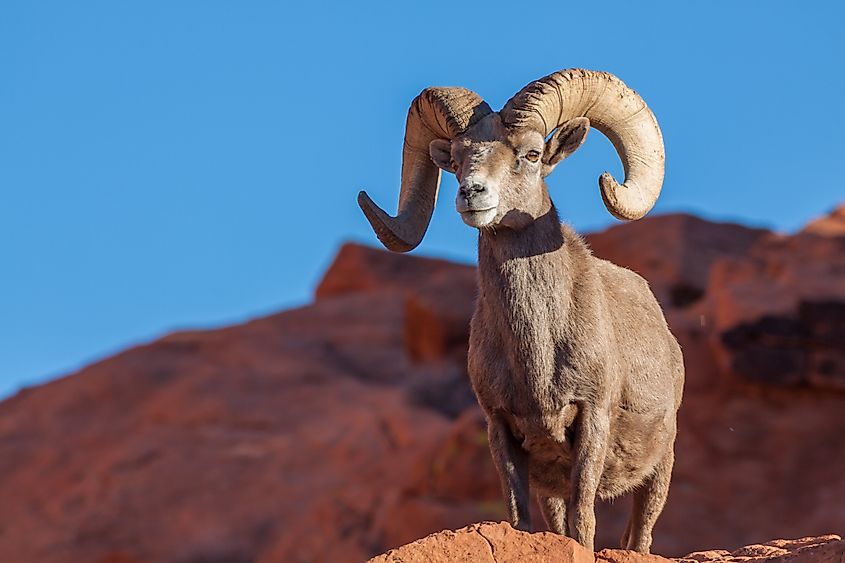 Desert Bighorn Sheep Ram in Nevada.