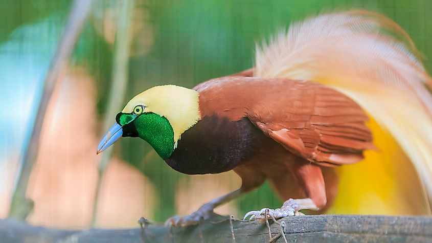 What Animals Live In Asia? - WorldAtlas What Animals Live In Asia? - WorldAtlas