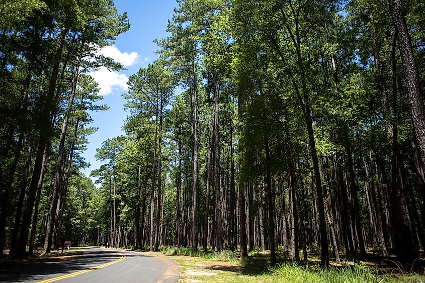 Road through the Congaree National Park.