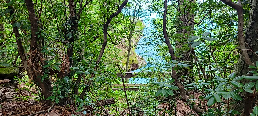 Caesars Head Overlook Woodlands and Wooden Trail Fence.