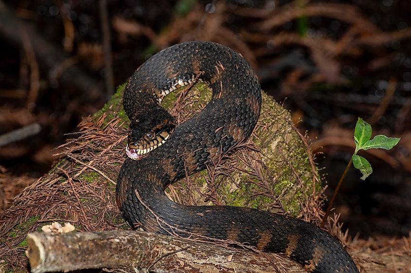 Banded Southern Water Snake