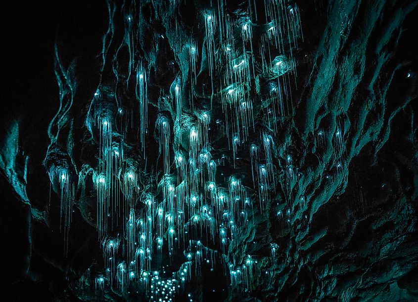Inside the Waitomo Glowworm Caves in New Zealand.