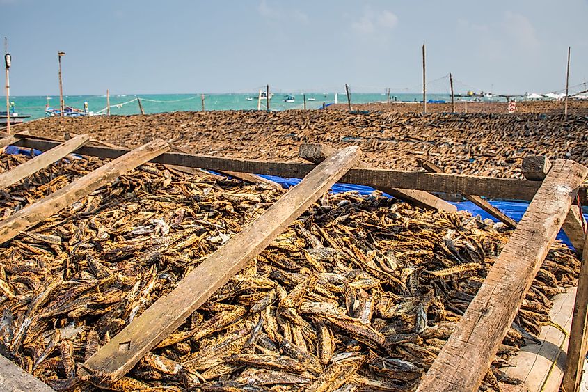 Racks of fish drying in the sun in Kavaratti, Lakshadweep, India