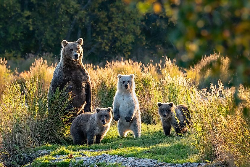 Large adult female Alaskan brown bear