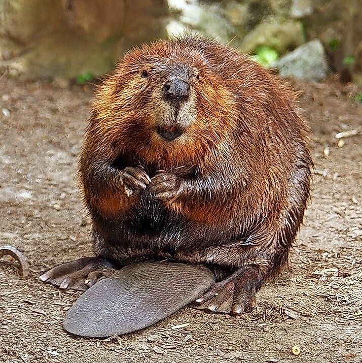 American beaver sitting with a tail between his legs. Steve from Washington, DC, USA - American Beaver. via Wikicommons