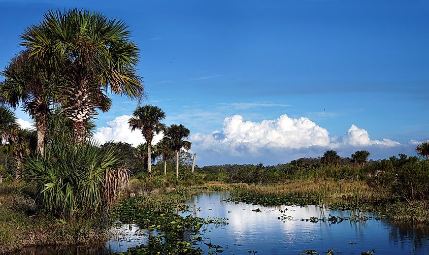 The Everglades is an ideal habitat for snakes of all species.