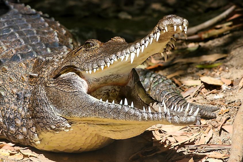 10 Animals With The Strongest Bites - WorldAtlas
