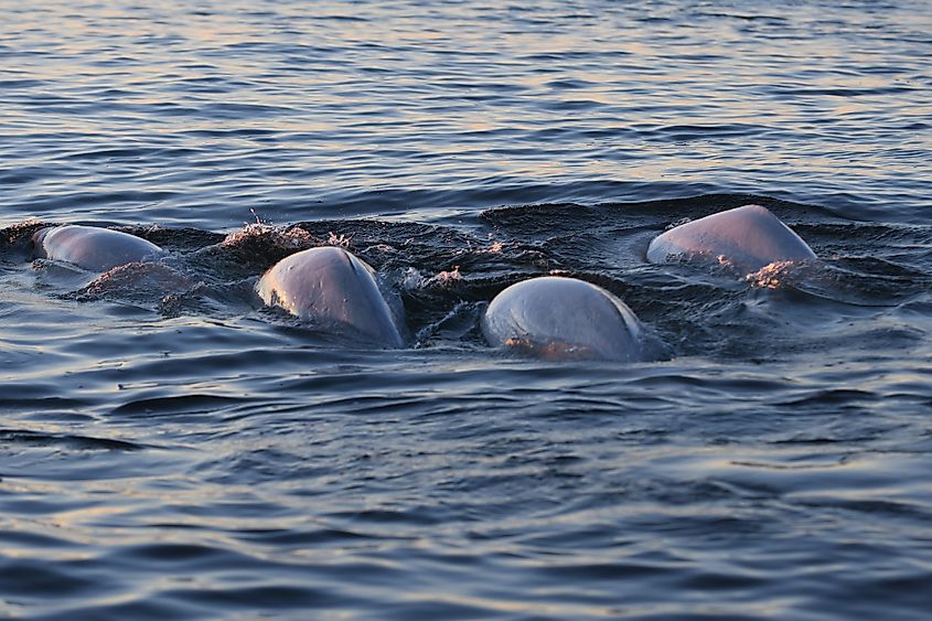 beluga whales