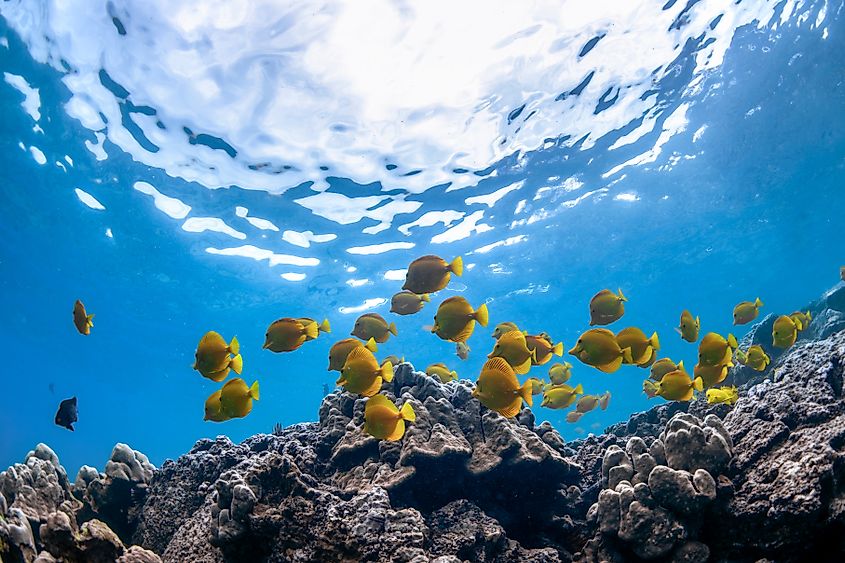 A vibrant school of yellow tang fish swim gracefully over volcanic rock formations off the coast of Captain Cook, Big Island, Hawaii.