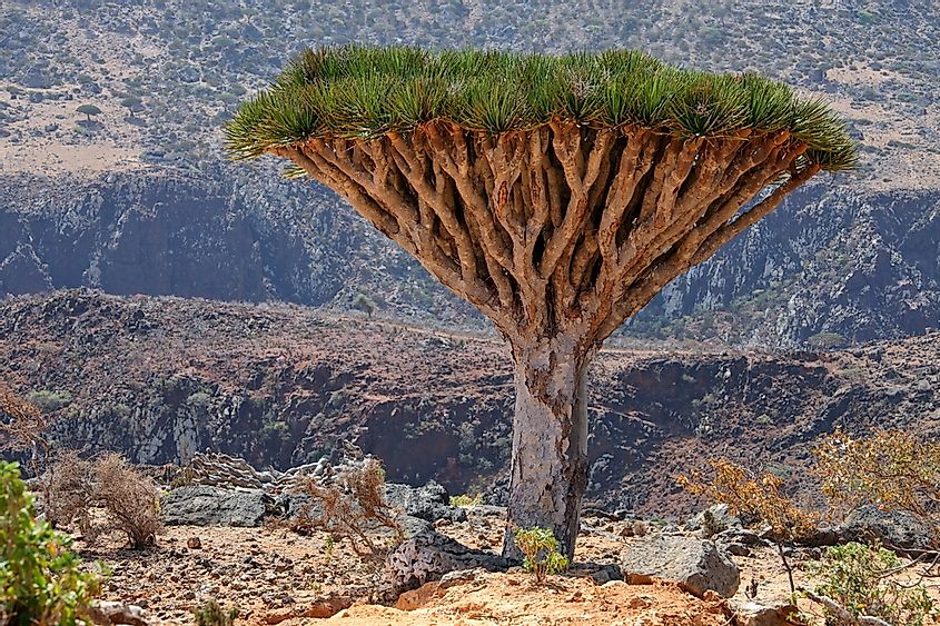 Animals and Plants Found on Socotra - WorldAtlas
