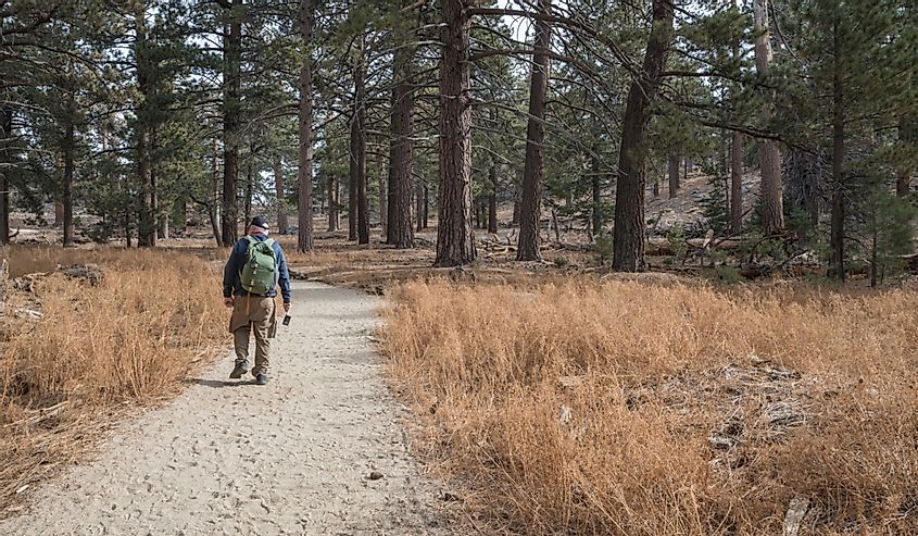 Male senior hiker wearing a backpack and carrying a camera on the trail through Mount San Jacinto State Park in Idyllwild, California