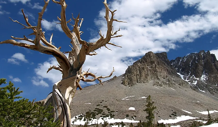 A Great Basin bristlecone pine on a rocky slope with mountains behind.