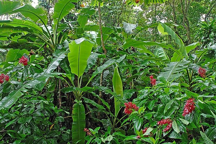 Threatened Endemic Plants Of Costa Rica Worldatlas