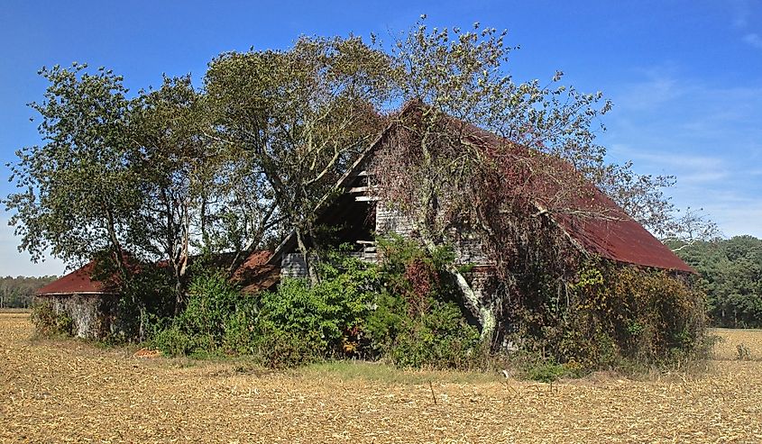 Selbyville, Delaware, abandoned farm buildings overgrown with trees and shrubs, in a field of corn husks in rural Delaware.