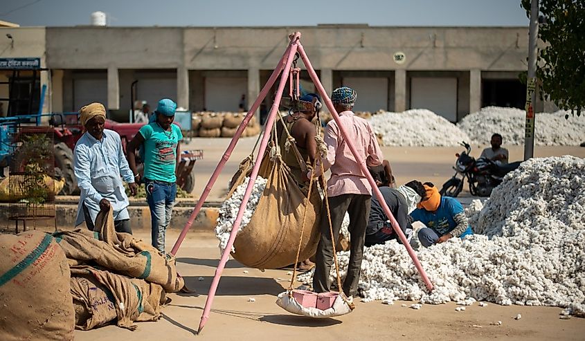 Farmers and labors weigh cotton bundle to be sold at a grain market, Sri Ganganagar, Rajasthan, India. 