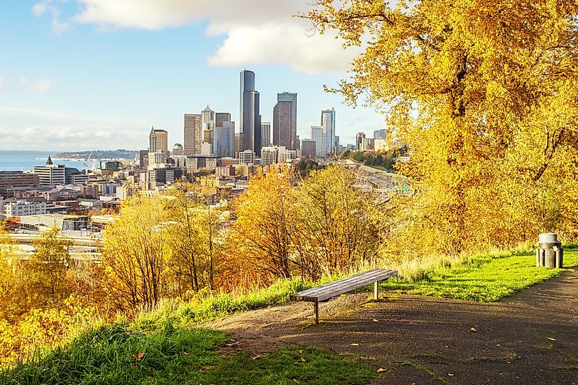 Trees with yellow fall foliage in a park in Seattle, Washington.