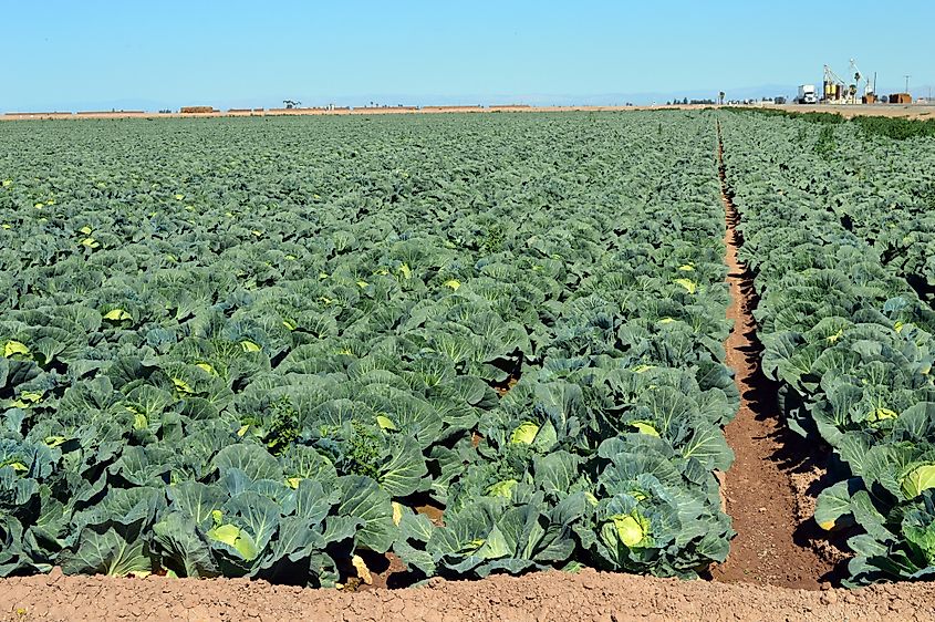 Imperial valley crops