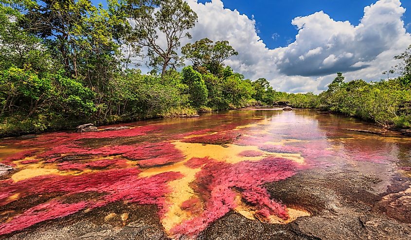 The River of Five Colors in Macarena, Columbia