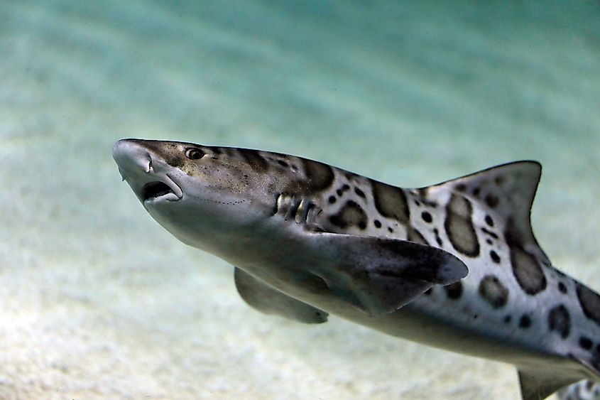 tubarão leopardo