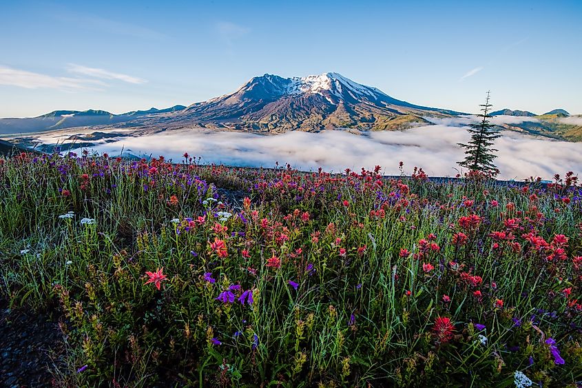 Mt St Helens