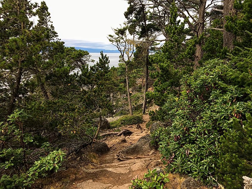 This is the east sooke coast trail, outside Sooke, British Columbia, Canada.