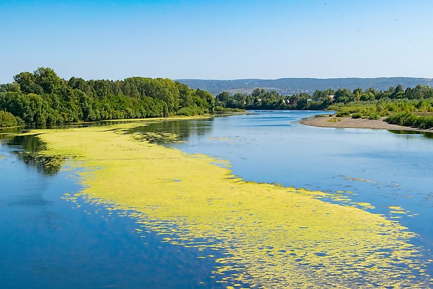 Blooming algae on the water.