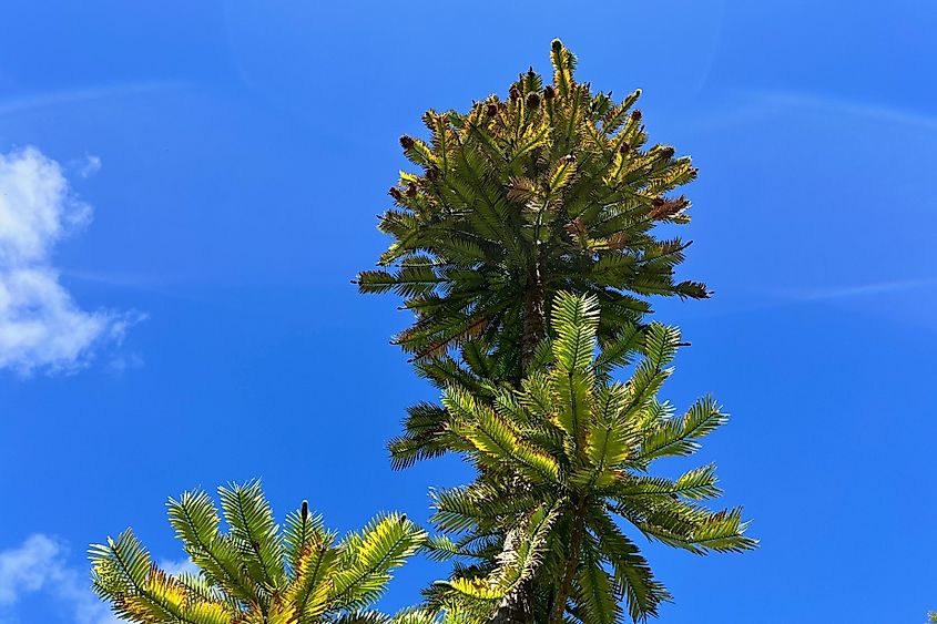 The Wollemi Pine (wollemia nobilis), a rare evergreen tree, is known as a living fossil.
