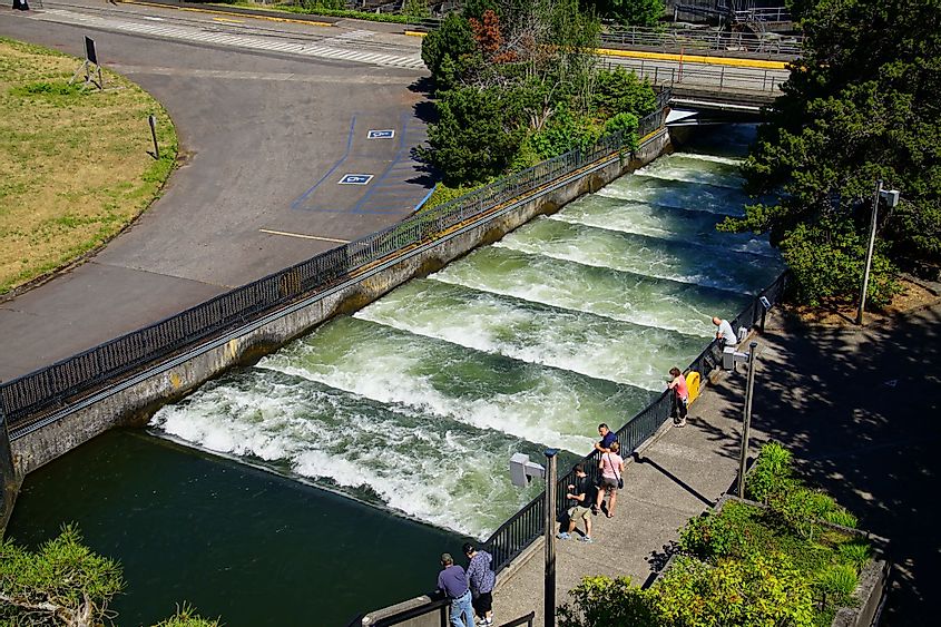 Fish ladders aid salmon on their upstream migration at Bonneville Dam