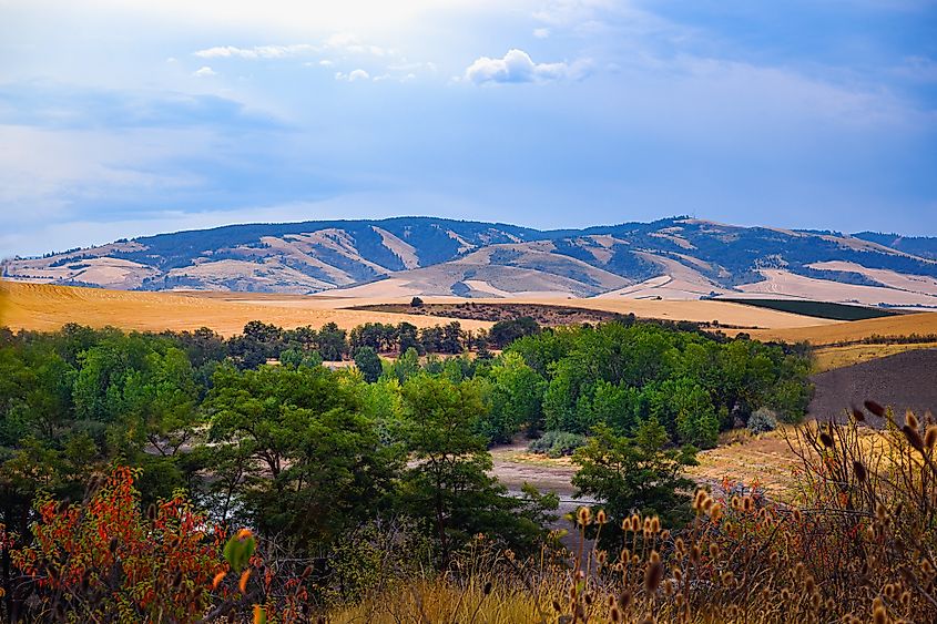 Rolling hills in Walla Walla, Washington. 