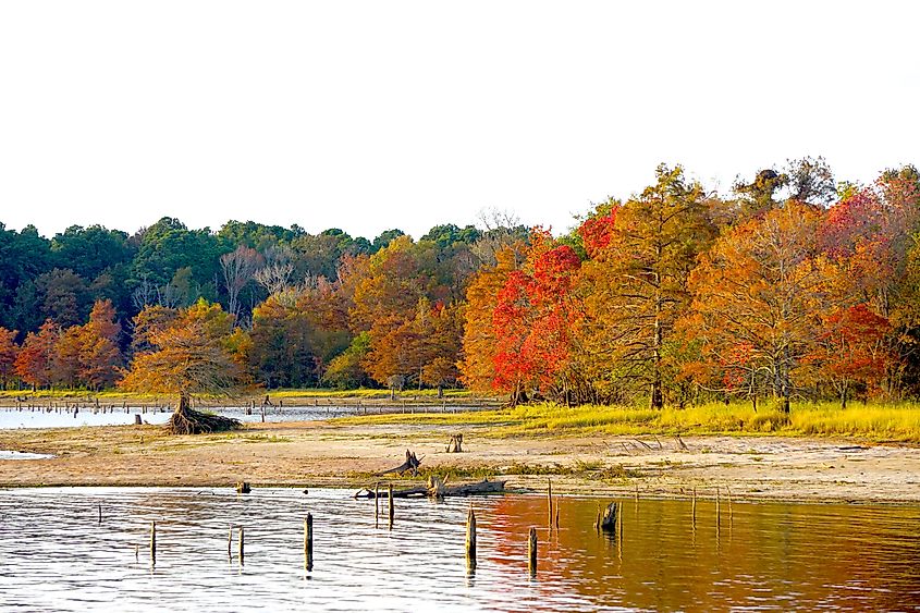 Bayou In Zwolle Louisiana