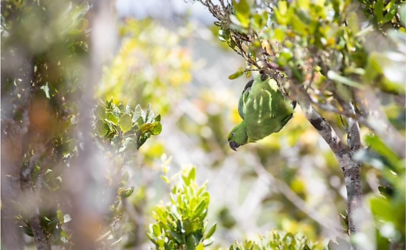 Echo parakeet at Black River Gorges National Park.