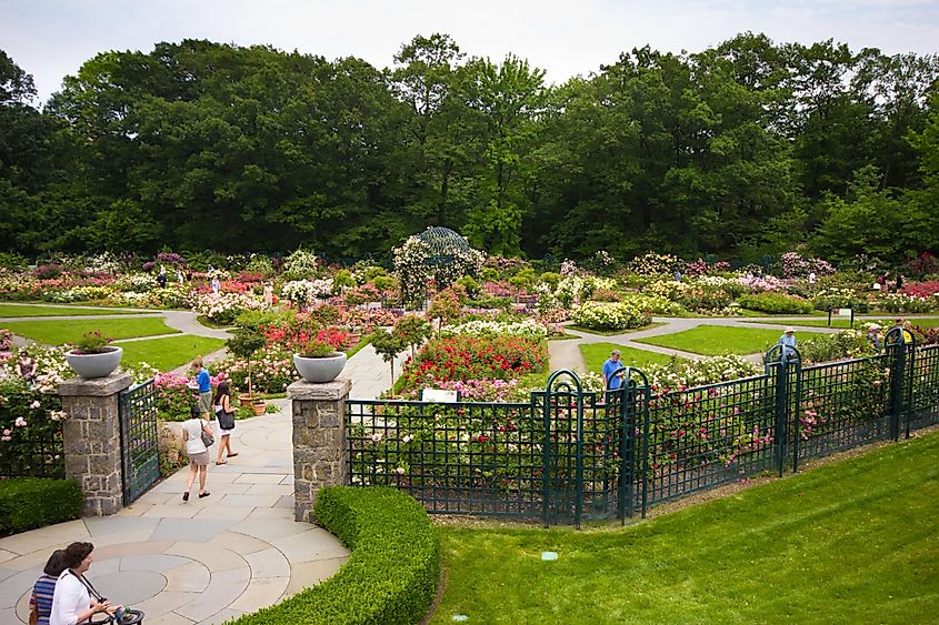 Peggy Rockefeller Rose Garden at the New York Botanical Garden in Bronx, via littlenySTOCK / Shutterstock.com