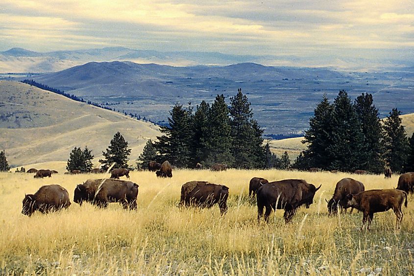 Bison roaming at the CSKT Bison Range