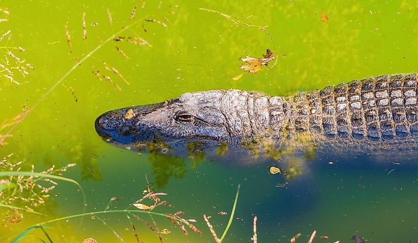 Close up shot of Alligator at Oklahoma