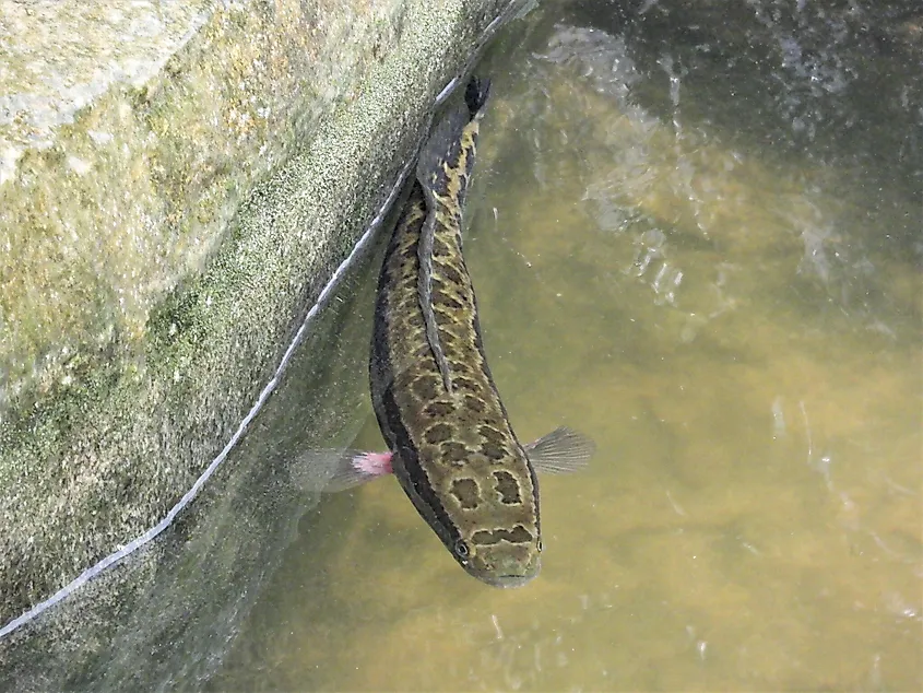 Blotched Snakehead (Channa maculata)