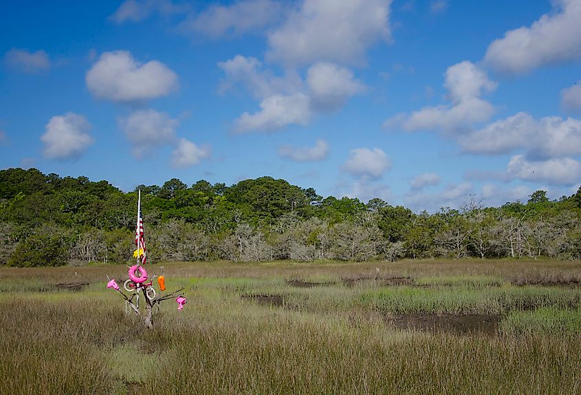 The Edisto Island Mystery Tree, Edisto Island SC