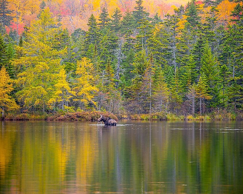 A moose wading in the lake at Baxter State Park, Maine.
