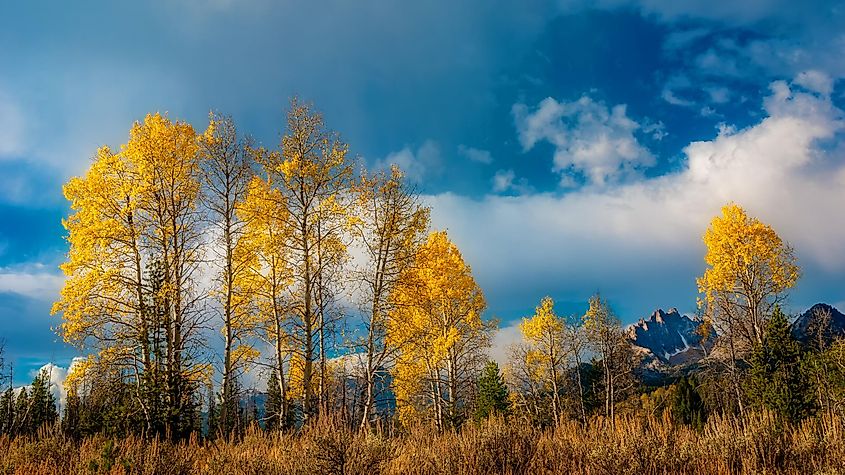 Golden autumn foliage stands out against the rugged backdrop of Sawtooth National Forest, while a dramatic cloudy sky looms overhead.