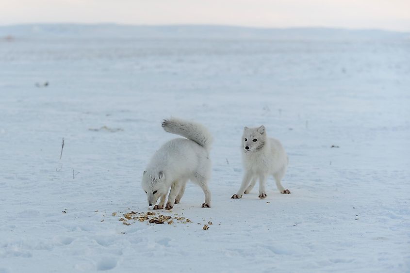Examples Of Commensalism In Nature - WorldAtlas