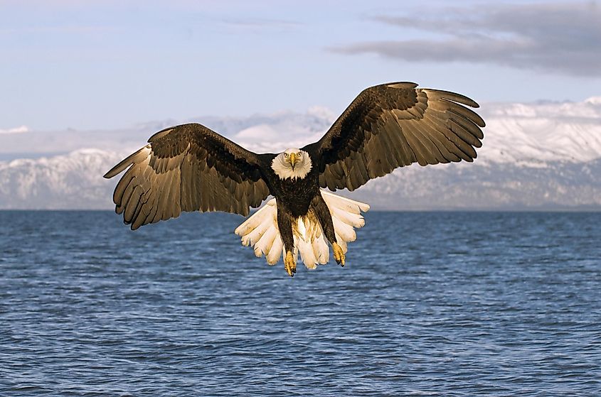 American Bald Eagle flying over the sea in Alaska.
