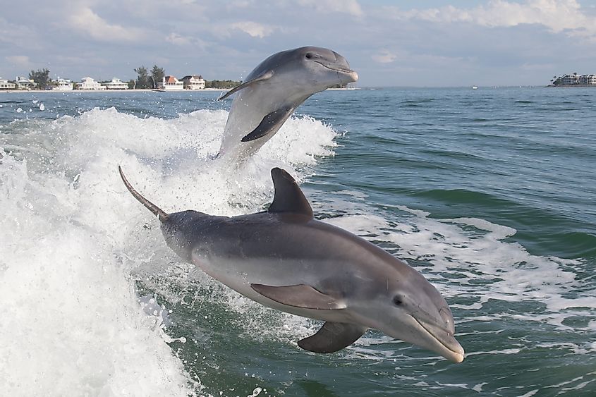 Sanibel Island dolphin