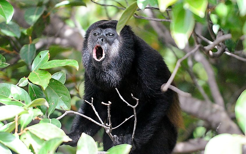 howler monkey