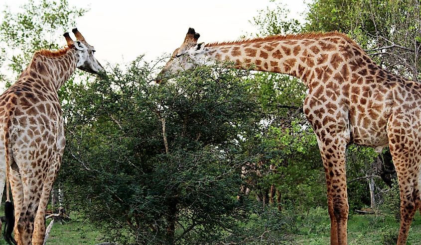 South African giraffe or Cape giraffe (Giraffa camelopardalis giraffa) foraging in African savannah