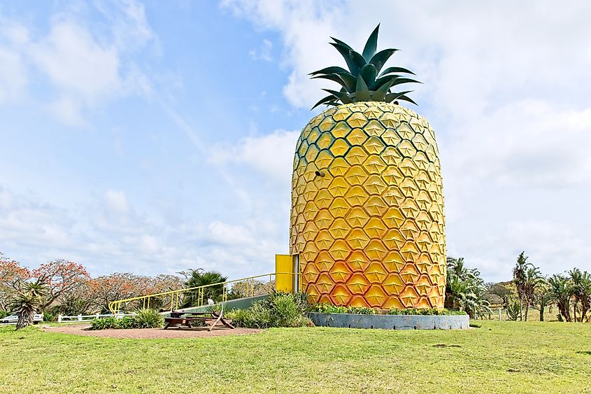 The Big Pineapple in Bathurst, South Africa, is a popular tourist attraction