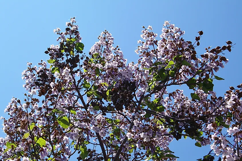 Paulownia tomentosa - Jean-Pol GRANDMONT via wikipedia.org