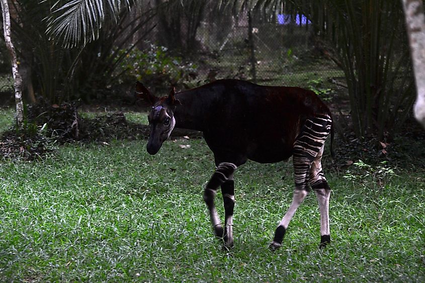 An okapi in the Epulu Station, Ituri Forest, Democratic Republic of the Congo