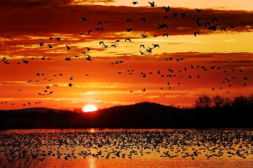 International Migratory Bird Day works to protect bird stopovers during migration.