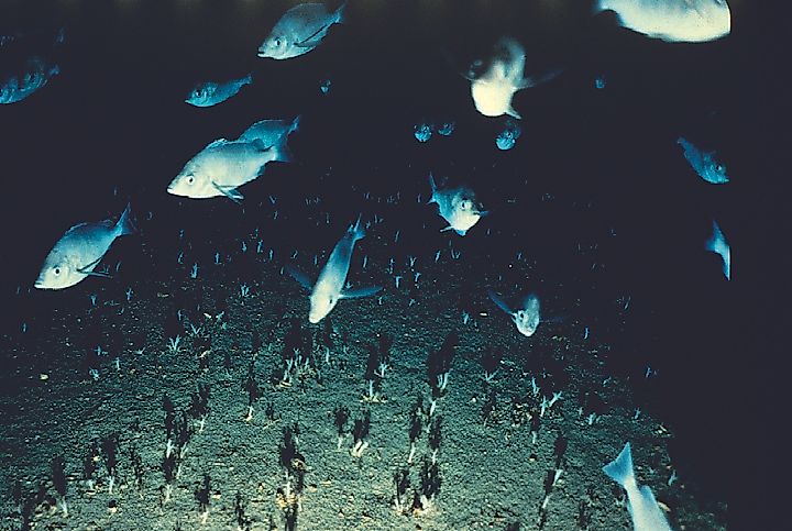 Pelagic armorhead swim above soft corals on Hancock Seamount near Midway Island