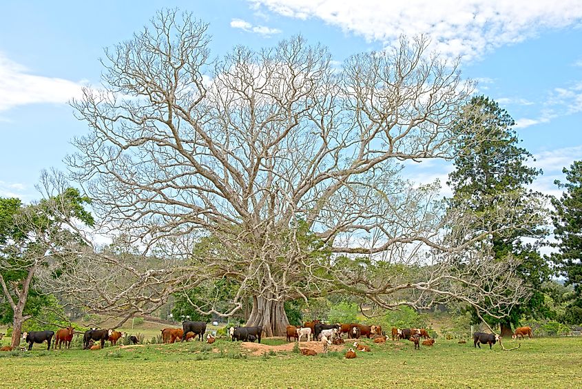 Giant fig tree and cows at Bellingen, New South Wales.